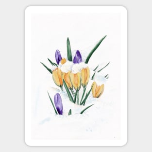 Crocus Sticker